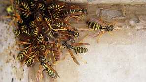 Jedovaté otřesy, nebo jak se zbavit operačního systému v zemi